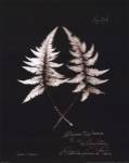 Fern Plate No. 714 by Natasha D'Schommer