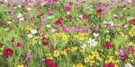 Field of Flowers by Silvia Mei