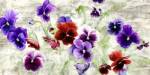 Field of Pansies by Jenny Thomlinson
