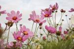 Field of Pink by Flowerphotos