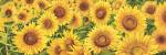 Field of Sunflowers by Luca Villa