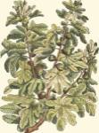 Fig Tree Branch by Duhamel De Monceau