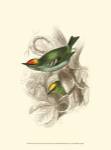 Fire-Crowned and Common Goldcrest by Sir William Jardine