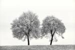 First Snow by Ilona Wellmann