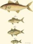 Fish Anthology II by Jacob Schmuzer