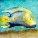 Fish I by SD Graphics Studio
