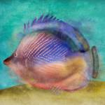 Fish II by SD Graphics Studio