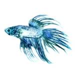 Fish IV by Edward Selkirk