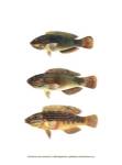 Fish of the Coral Reef I