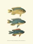 Fish of the Coral Reef II