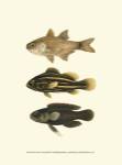 Fish of the Coral Reef III