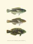 Fish of the Coral Reef IV