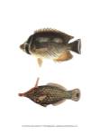 Fish of the Coral Reef V