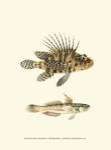 Fish of the Coral Reef VI