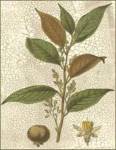 Fitch Leaves II by Walter H. Fitch