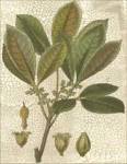 Fitch Leaves III by Walter H. Fitch