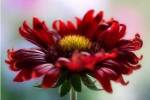 Flame by Mandy Disher