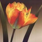 Flame Tulip II by Robert Mertens