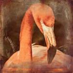 Flamingo Masquerade by Graffi*tee Studios