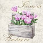 Fleurs de Bretagne by Remy Dellal