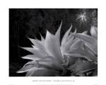 Flora Exotica X by John Kasinger