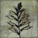 Flora I by Bert Myers