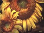 Floral Beauty I by Kathy Jennings