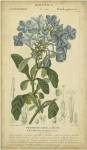 Floral Botanica II by Pierre Jean Francois Turpin