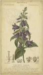 Floral Botanica IV by Pierre Jean Francois Turpin