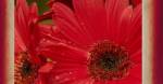 Floral Fusion by Randy Hibberd