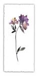 Floral Watercolor III by Kiana Mosley