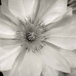 Florison 32 by Alan Blaustein