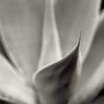 Florison 42 by Alan Blaustein