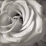 Florison 43 by Alan Blaustein