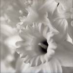 Florison 45 by Alan Blaustein