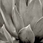 Florison 49 by Alan Blaustein