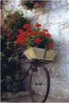 Flower Box Bike by Meg McComb