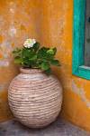 Flower in pot, Crete, Greece by Adam Jones / Danita Delimont