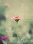 Flower Portrait IV by Meghan Mcsweeny