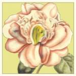 Flower Power II by Deborah Bookman