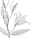 Flower Xray Study 1 White by Moises Levy
