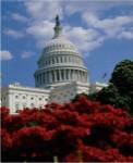 Flowering plants in front of the Capitol Building, Washington, D.C., USA