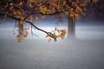 Fog Leaf by Derek Jecxz