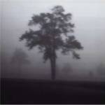 Fog Tree Study I by Jamie Cook