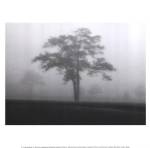 Fog Tree Study I by Jamie Cook