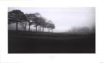 Fog Tree Study III by Jamie Cook