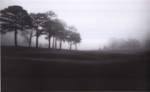 Fog Tree Study III by Jamie Cook