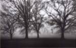 Fog Tree Study IV by Jamie Cook