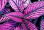 Fond Dous Estate, Persian Shield, St Lucia, Caribbean by Greg Johnston / Danita Delimont