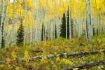 Forest, Maroon Bells, Aspen, Colorado by Panoramic Images